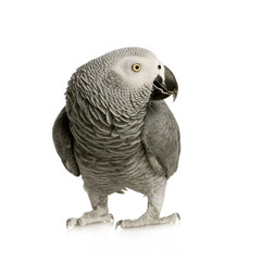 African Grey Parrot in front of a white background