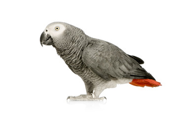 African Grey Parrot in front of a white background