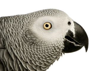 African Grey Parrot in front of a white background