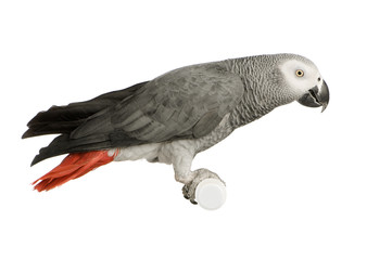 African Grey Parrot - Psittacus erithacus