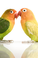 Peach-faced Lovebirdin in front of a white background