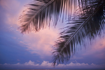 kenya : ciel et feuilles de cocotiers au crépuscule