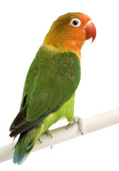 Peach-faced Lovebirdin in front of a white background