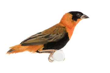 Northern Red Bishop - Euplectes franciscanus 