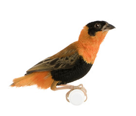 Northern Red Bishop - Euplectes franciscanus 