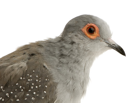 Diamond Dove - Geopelia cuneata in front of a white background