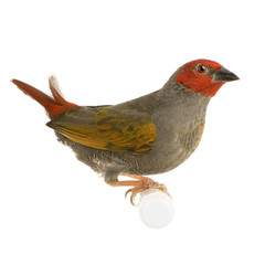 Red-headed Finch in front of a white background