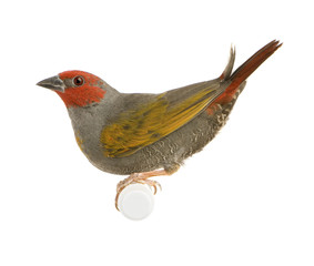 Red-headed Finch in front of a white background