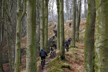 MTB bickers on a Danish winter beech wood road