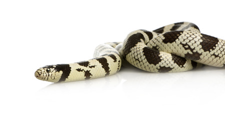 California Kingsnake - Lampropeltis getulus californiae 
