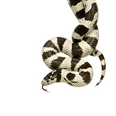 Fototapeta premium California Kingsnake - Lampropeltis getulus californiae