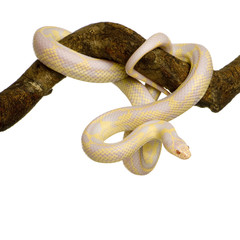 Fototapeta premium Corn Snake - Elaphe guttata in front of a white background
