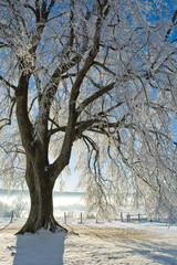Le grand arbre sous la neige