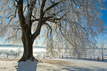 Le grand arbre sous la neige