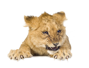 Obraz premium Lion Cub (5 months) in front of a white background