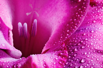 Closeup of pink flower with water drops - Powered by Adobe