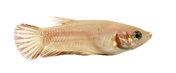 Female Siamese fighting fish in front of a white background