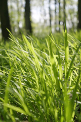 Fresh grain in forest