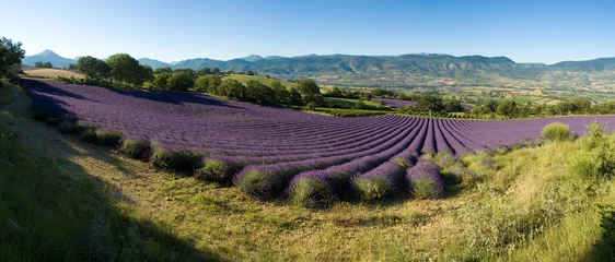 Poster Im Rahmen Panorama - Provenzalisches Lavendelfeld © Marc LOBJOY