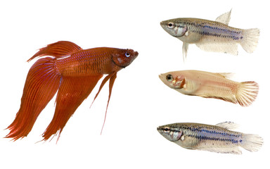 Siamese fighting fish in front of a white background