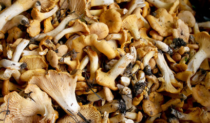 Yellow mushrooms on the background