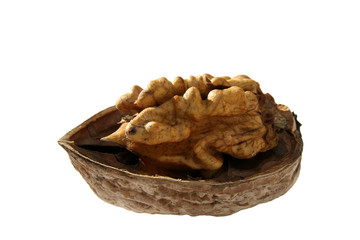 walnut
