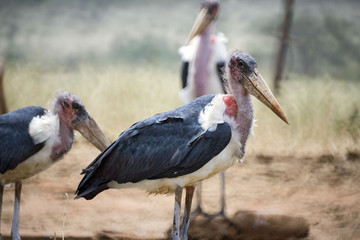 Kenya : parc Tsavos : marabout
