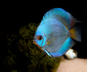 discus fish