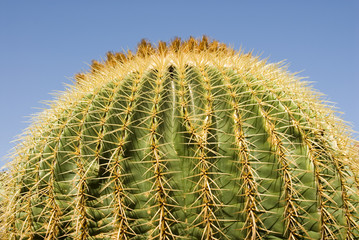 a round cactus against the blue sky