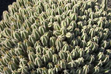 a close-up of cactuses at a botanical garden