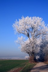 Obraz premium Baum mit Raureif