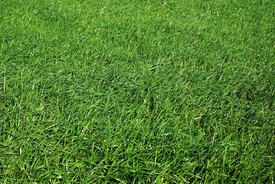 Green grass field  