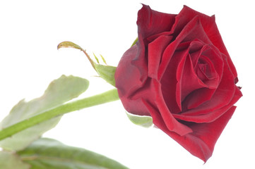 Blossom of a red rose on white background