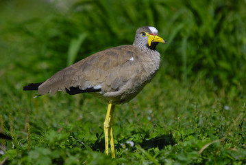 Senegal Wattled Plover