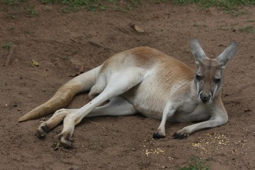 Red Kangaroo 2
