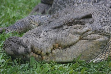 Saltwater Crocodile