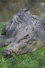 Saltwater crocodile 2