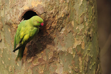 Perruche &agrave; Collier parc de sceaux