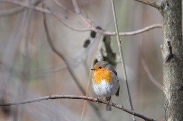 rouge gorge Erithacus rubecula rouge-gorge rougegorge