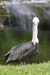 PELICAN BIRD