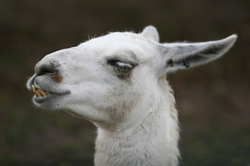 Fototapeta premium FARM LLAMA ALPACA