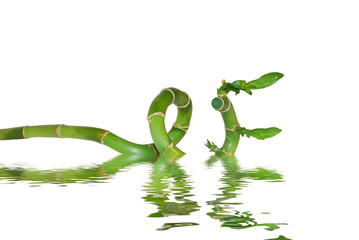 A bamboo on water on the white background