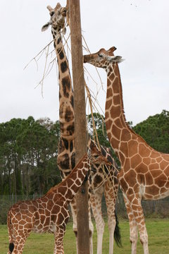 GIRAFFE FAMILY EATING