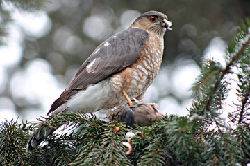 sharp shinned hawk