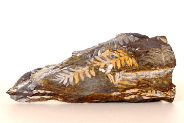 Fern Fossil © Paul Moore