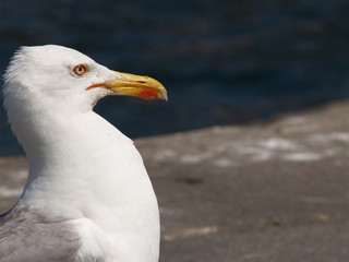 mirada de gaviota
