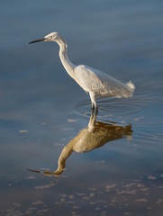 Snowy Egret