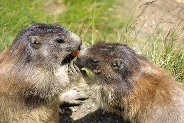 Fütterung der Murmeltiere