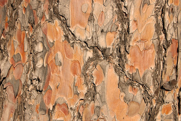tree bark texture