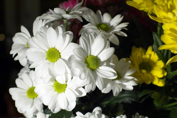 Close up of a daisy flower